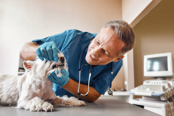 Best Emergency X-Rays and Diagnostics in Sierra Vista, AZ